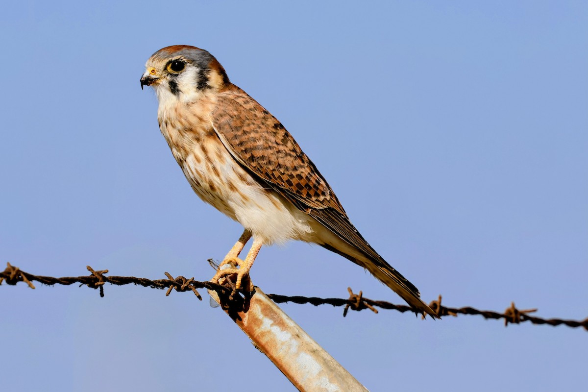 アメリカチョウゲンボウ - ML644688685