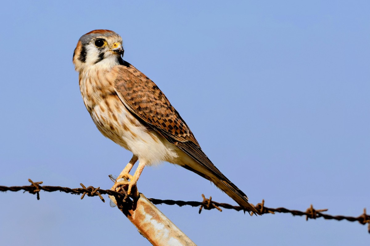 アメリカチョウゲンボウ - ML644688686