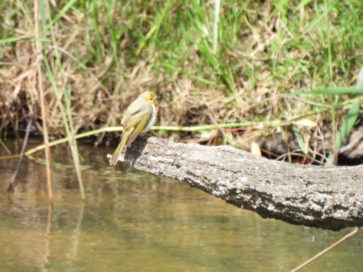 ミミジロコバシミツスイ - ML644688688