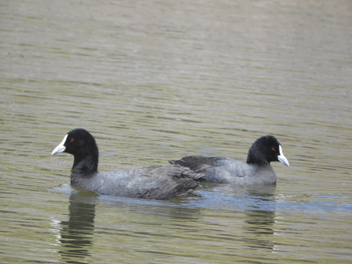 オオバン - ML644688691