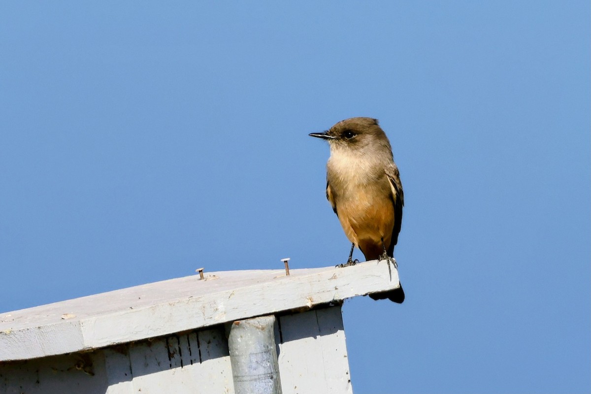 チャイロツキヒメハエトリ - ML644688695