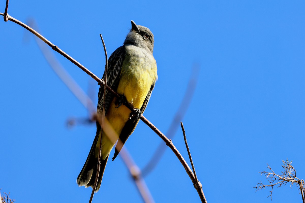 ハシボソタイランチョウ - ML644688700