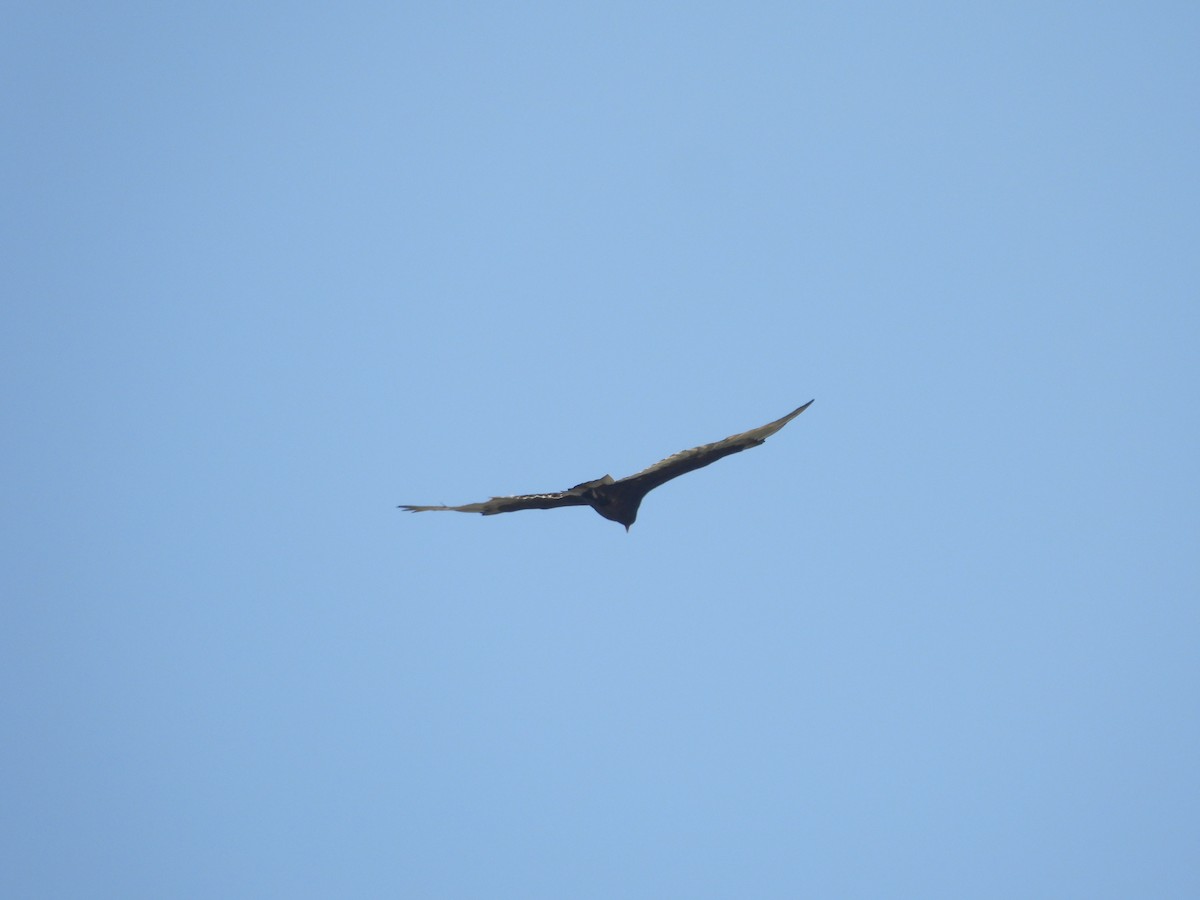 Катарта червоноголова - ML644688702