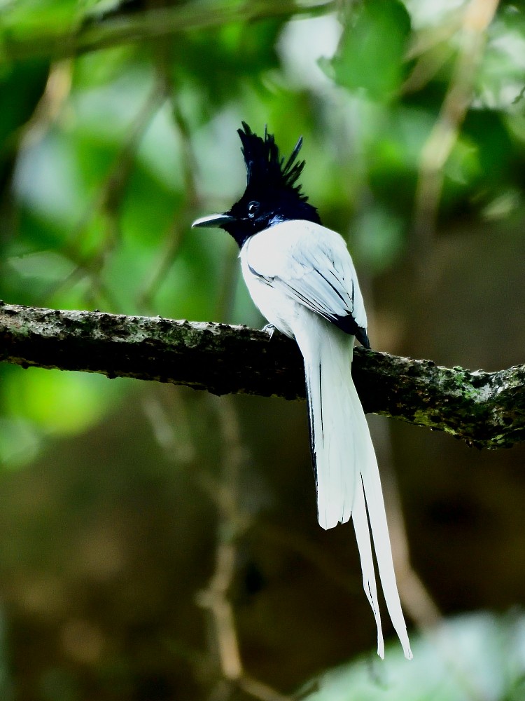 Indian Paradise-Flycatcher - ML644688703