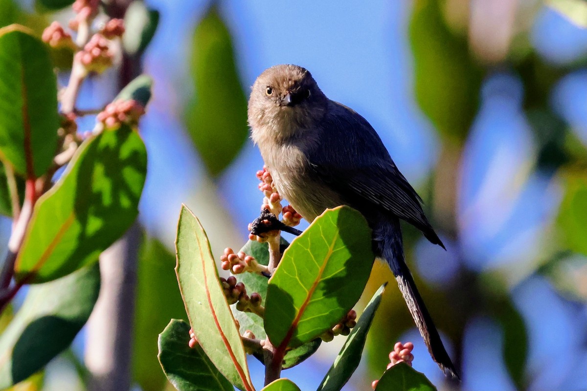 ヤブガラ - ML644688705