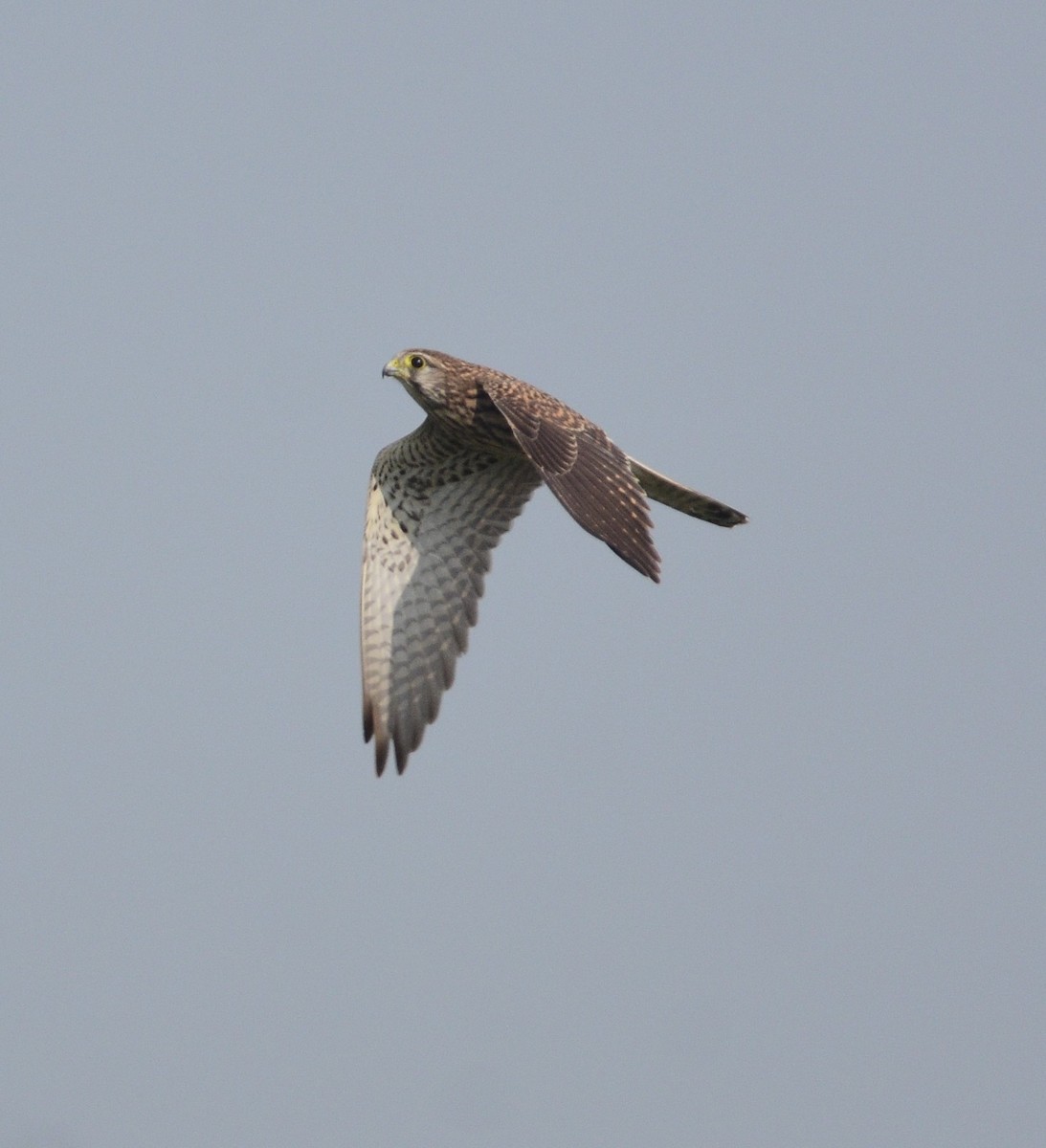 Eurasian Kestrel - ML644688706
