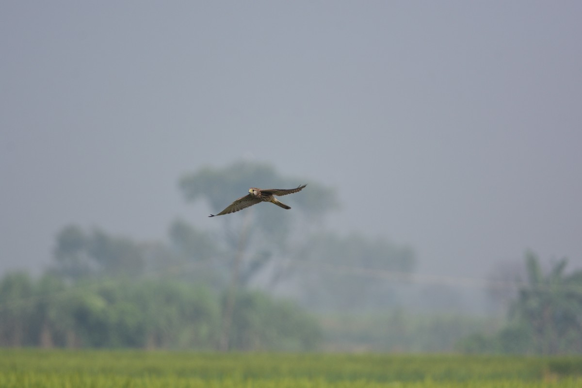 Eurasian Kestrel - ML644688708