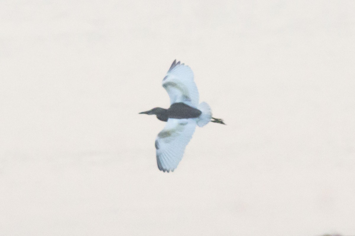 Paddyreiher - ML644688709