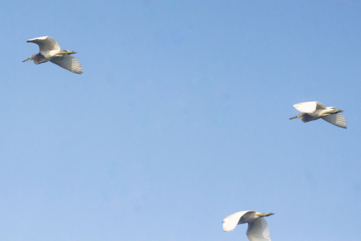 Paddyreiher - ML644688710