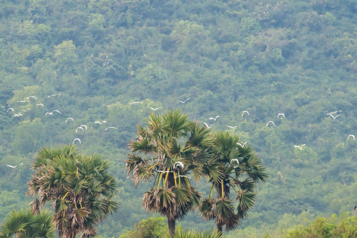 Paddyreiher - ML644688711