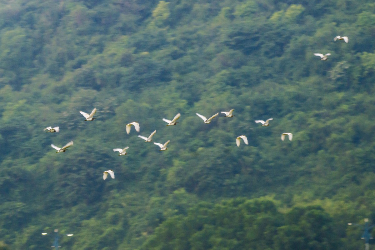 Paddyreiher - ML644688712