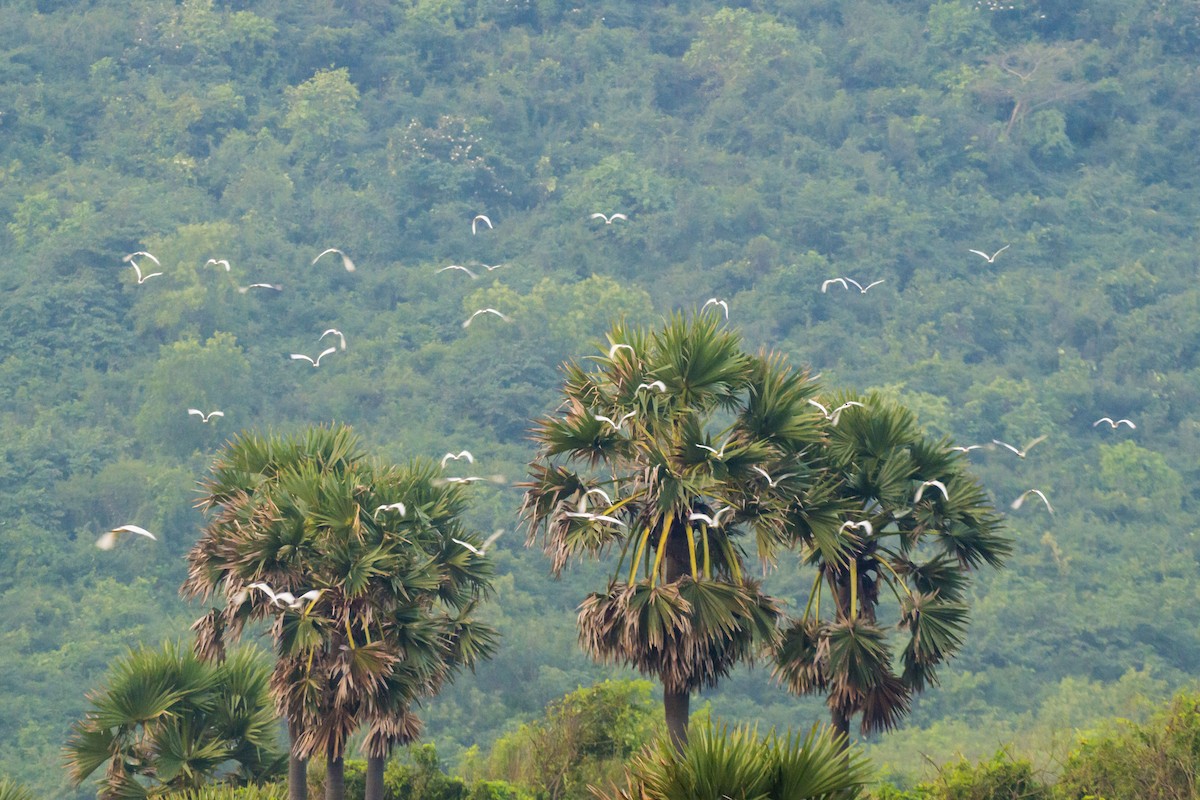 Paddyreiher - ML644688713