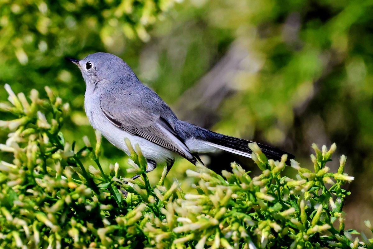 ブユムシクイ - ML644688715