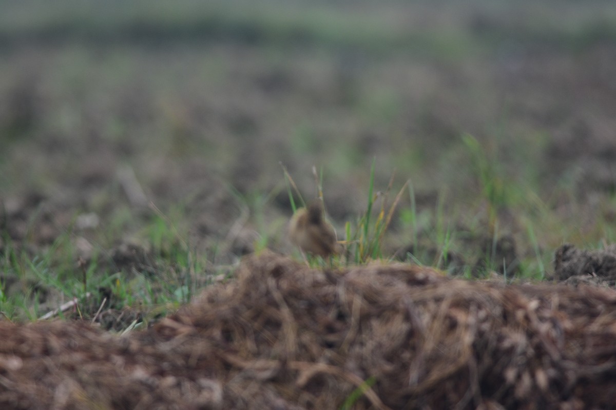 Oriental Skylark - ML644688717