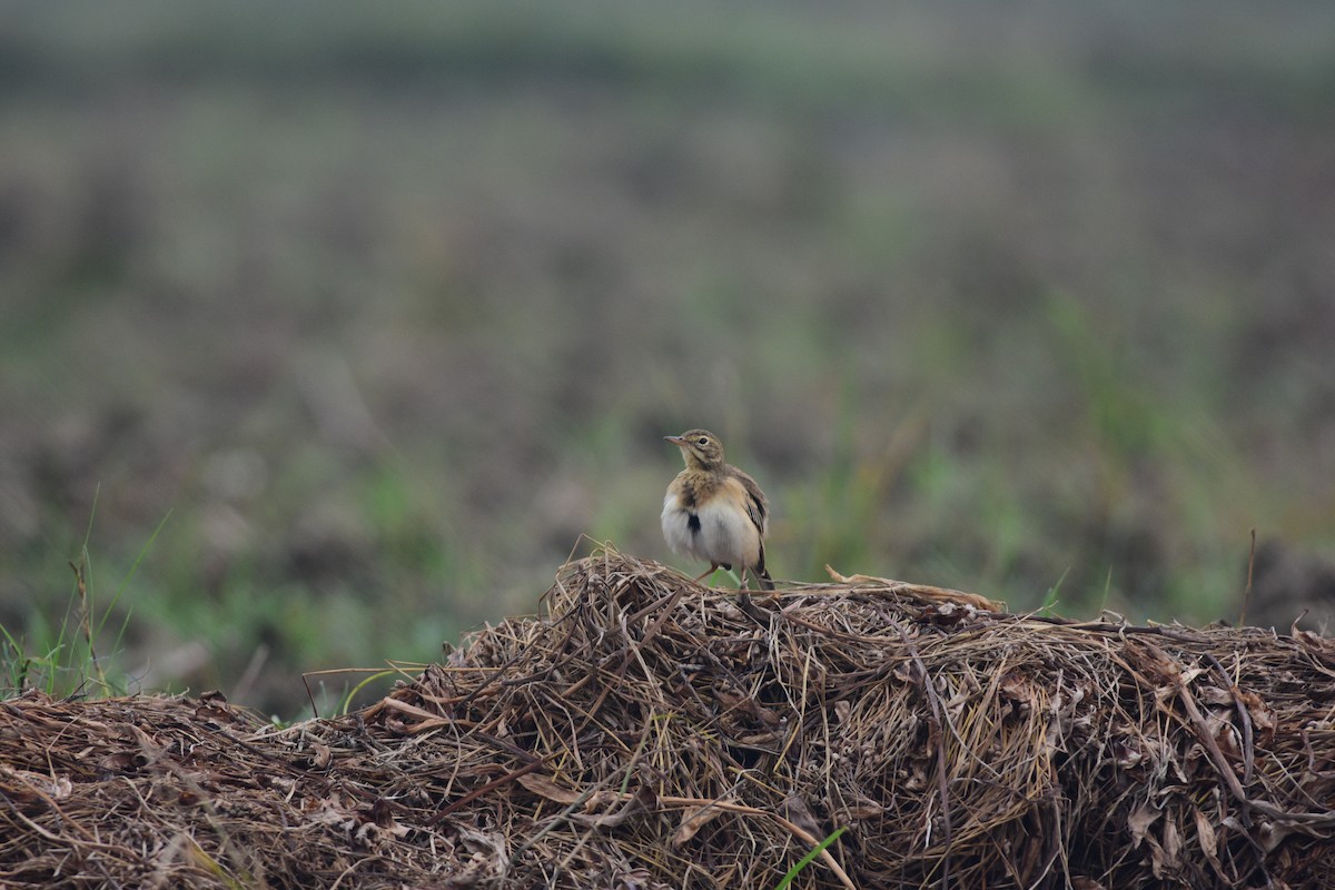 Oriental Skylark - ML644688718
