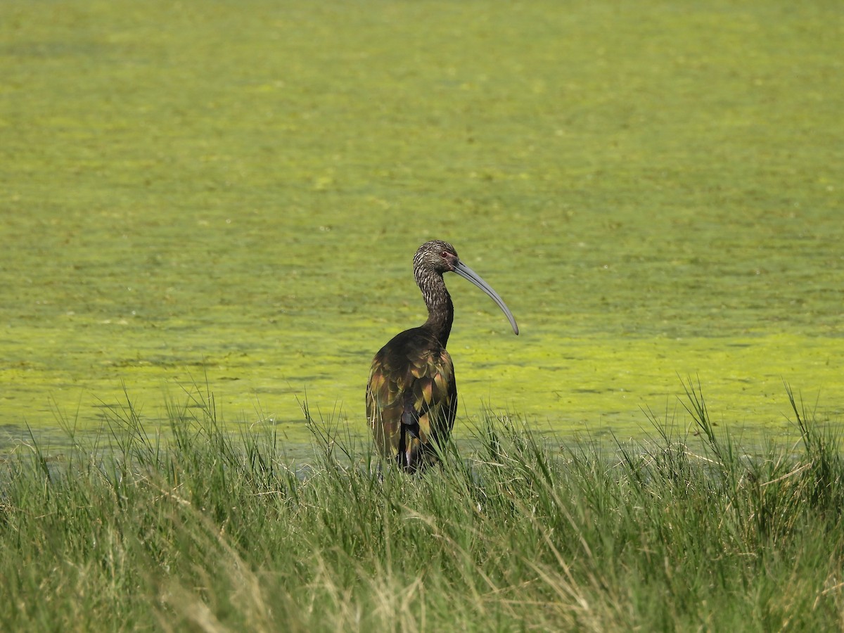 Коровайка американська - ML644688719