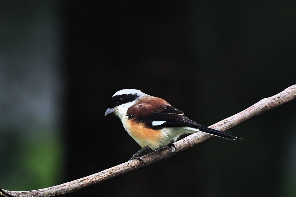 Pie-grièche à bandeau - ML644688720