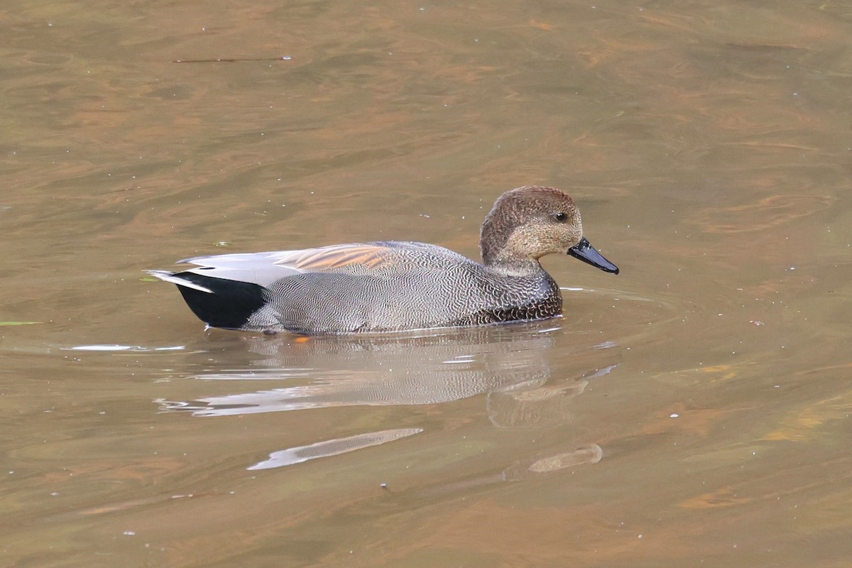 Canard chipeau - ML644688721