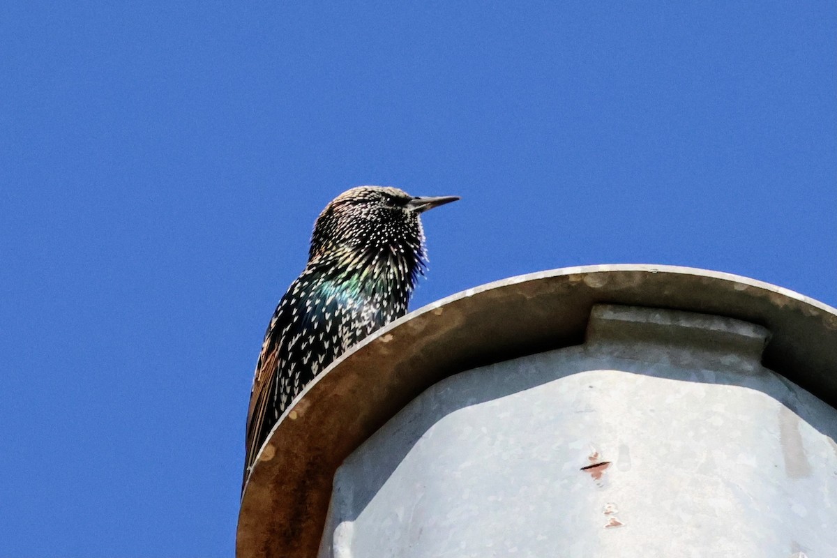 ホシムクドリ - ML644688722