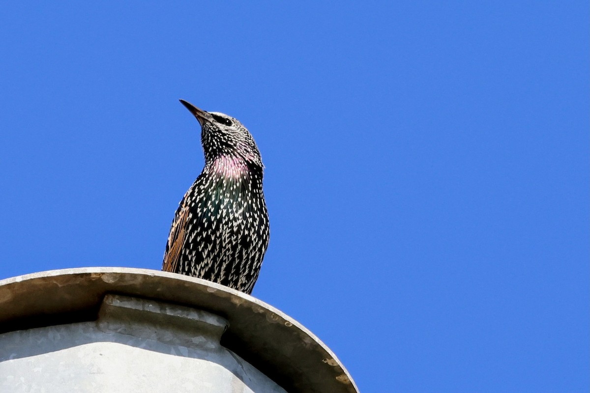 ホシムクドリ - ML644688723