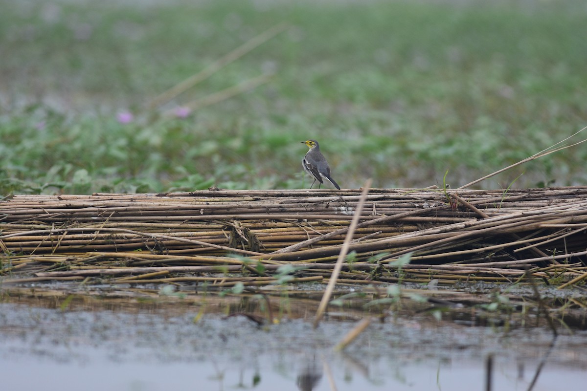 黃頭鶺鴒 - ML644688726
