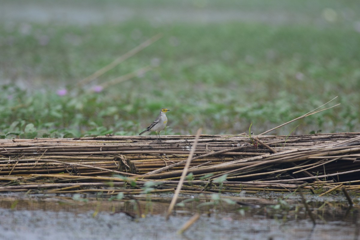 黃頭鶺鴒 - ML644688727