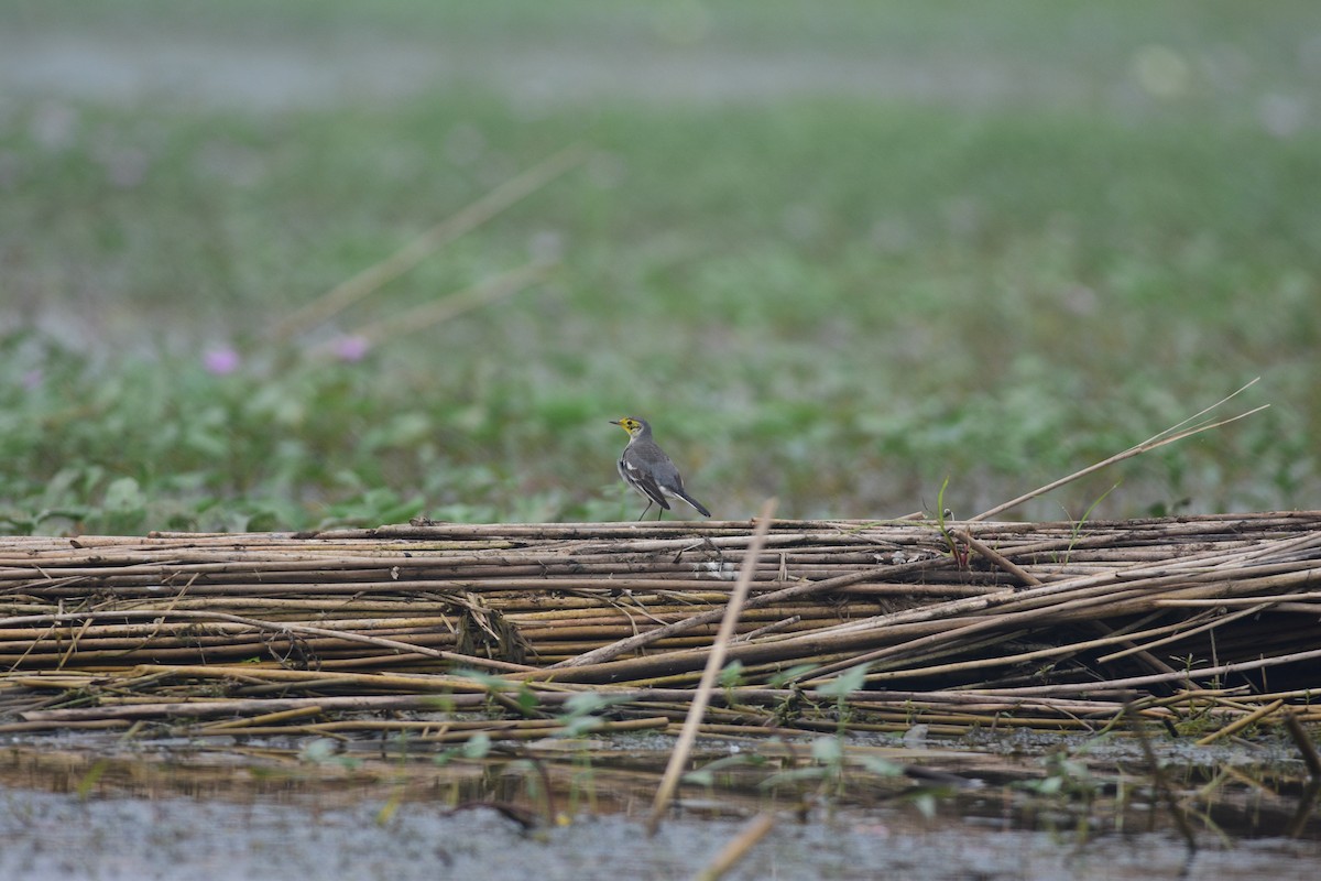 黃頭鶺鴒 - ML644688728