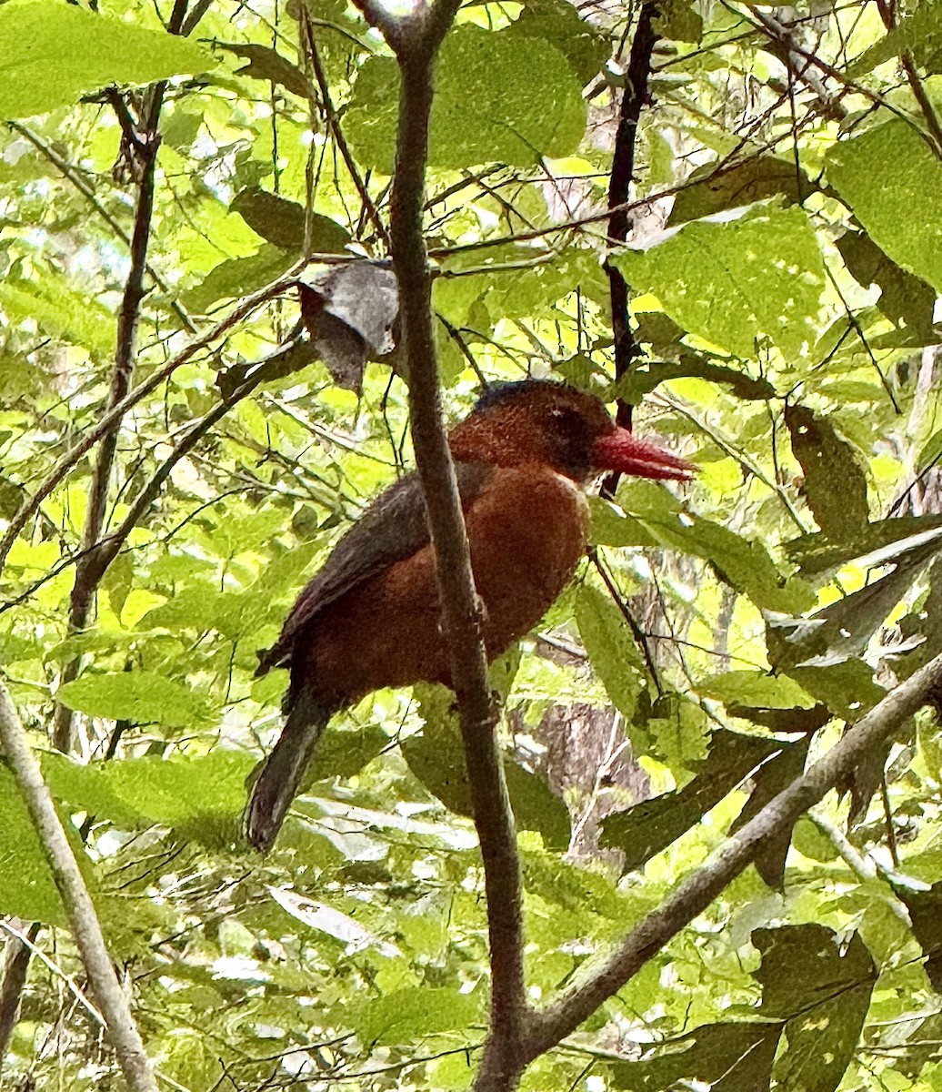 Альціон білогорлий - ML644688729