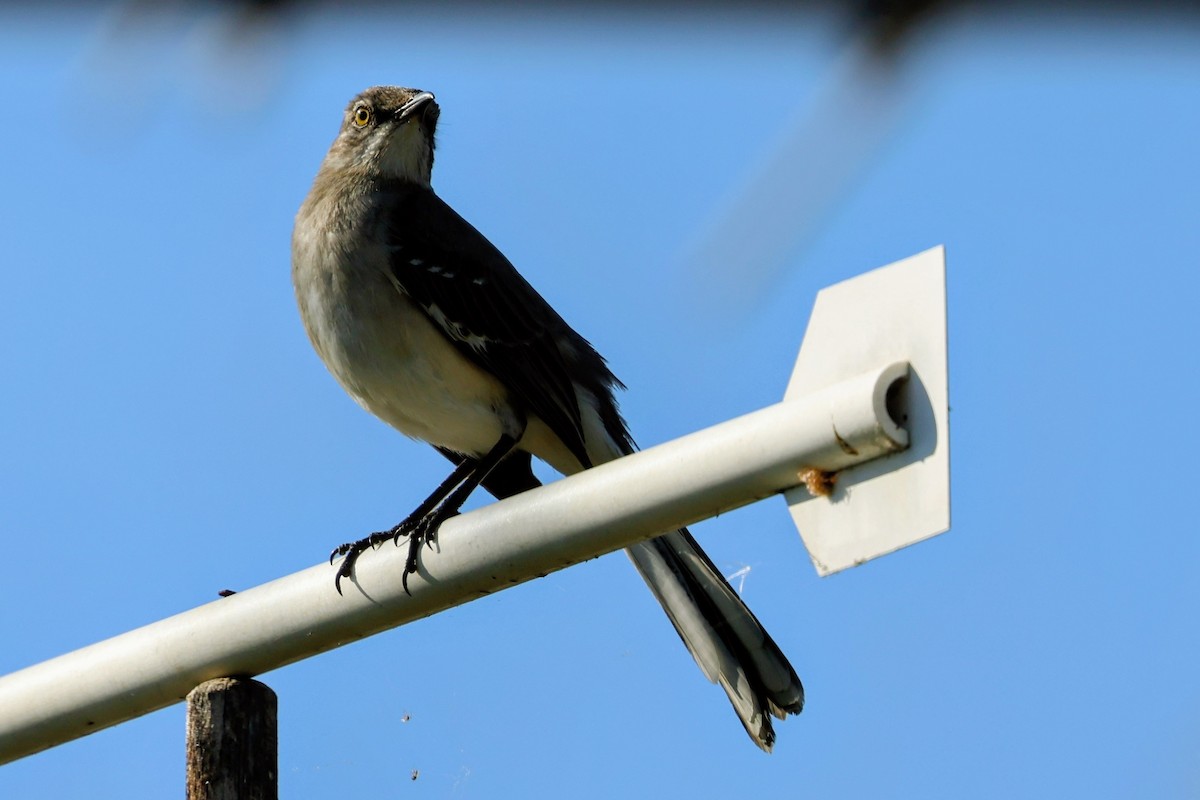 マネシツグミ - ML644688732