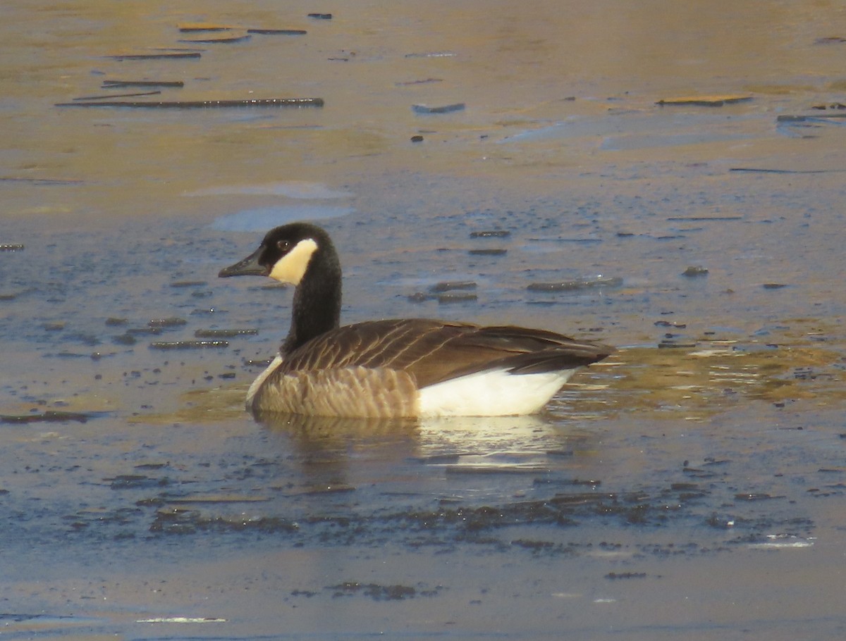 ברנטה קנדית - ML644688734