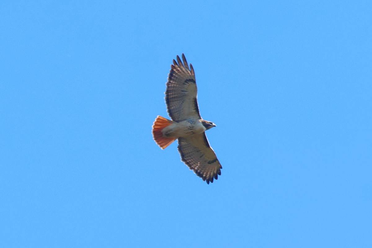 Red-tailed Hawk - ML644688735