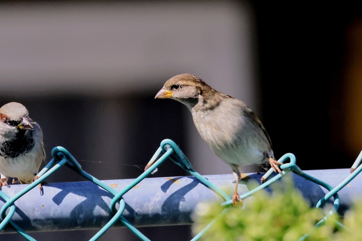 イエスズメ - ML644688736