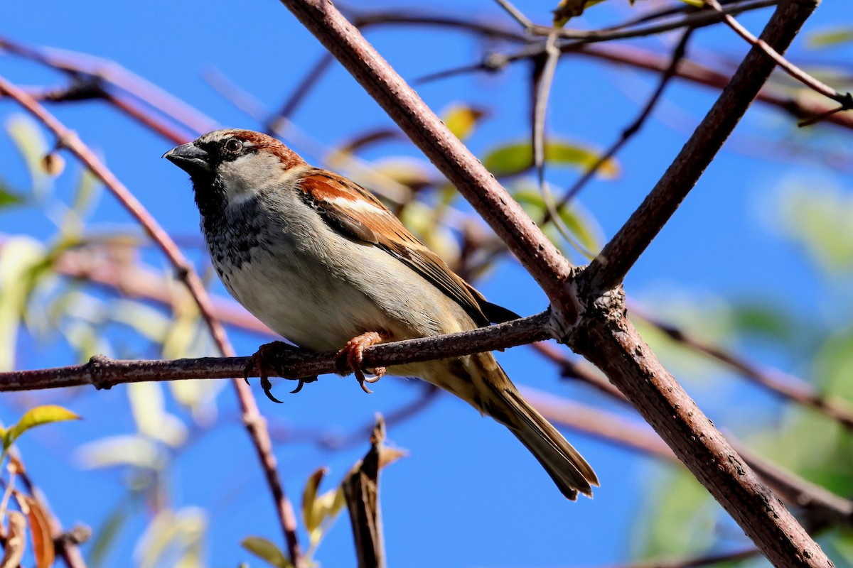 イエスズメ - ML644688737