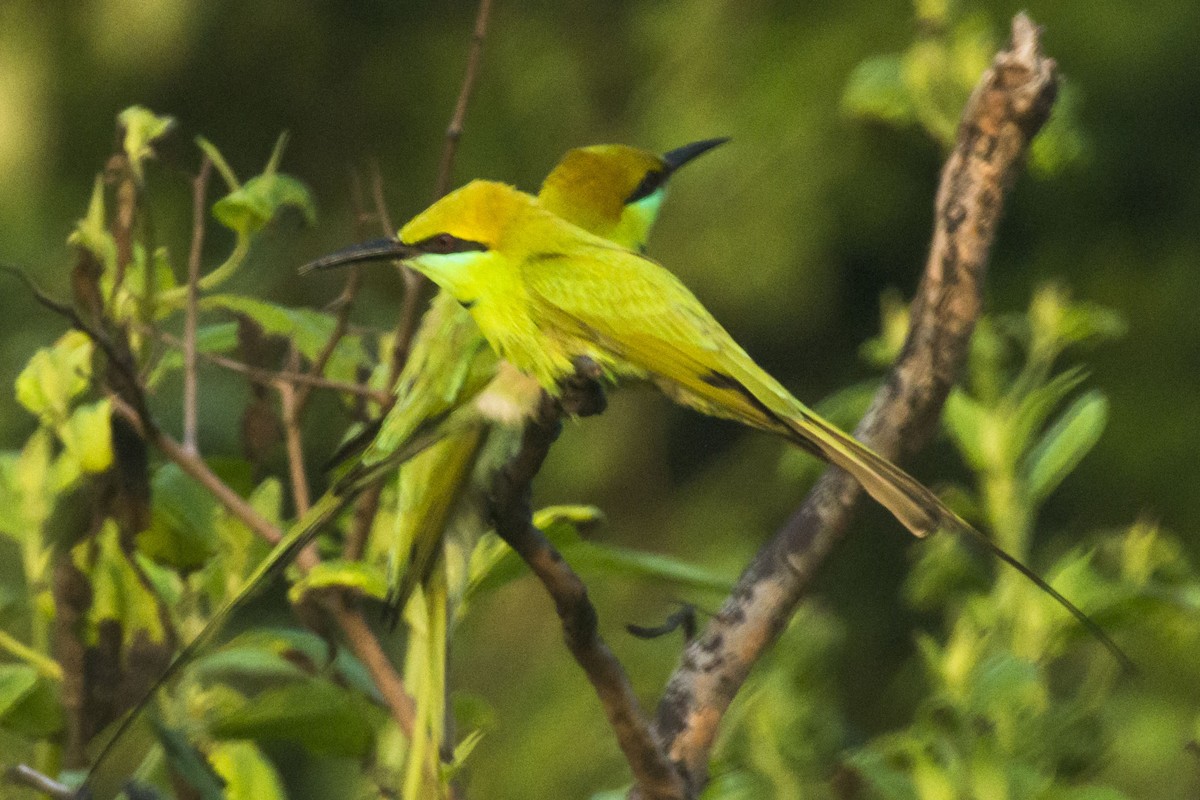 beryllbieter - ML644688738