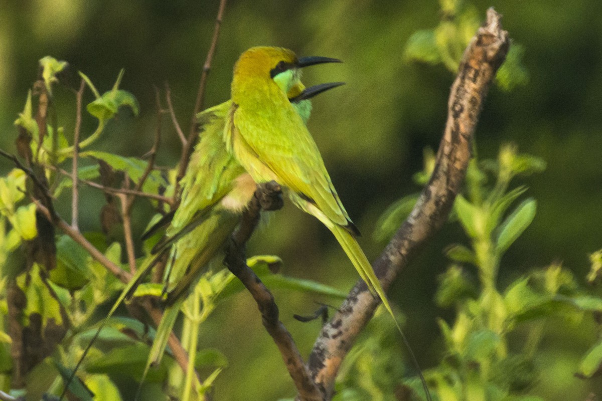 beryllbieter - ML644688739