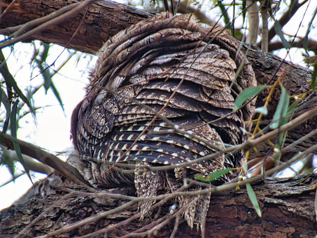 オーストラリアガマグチヨタカ - ML644688740