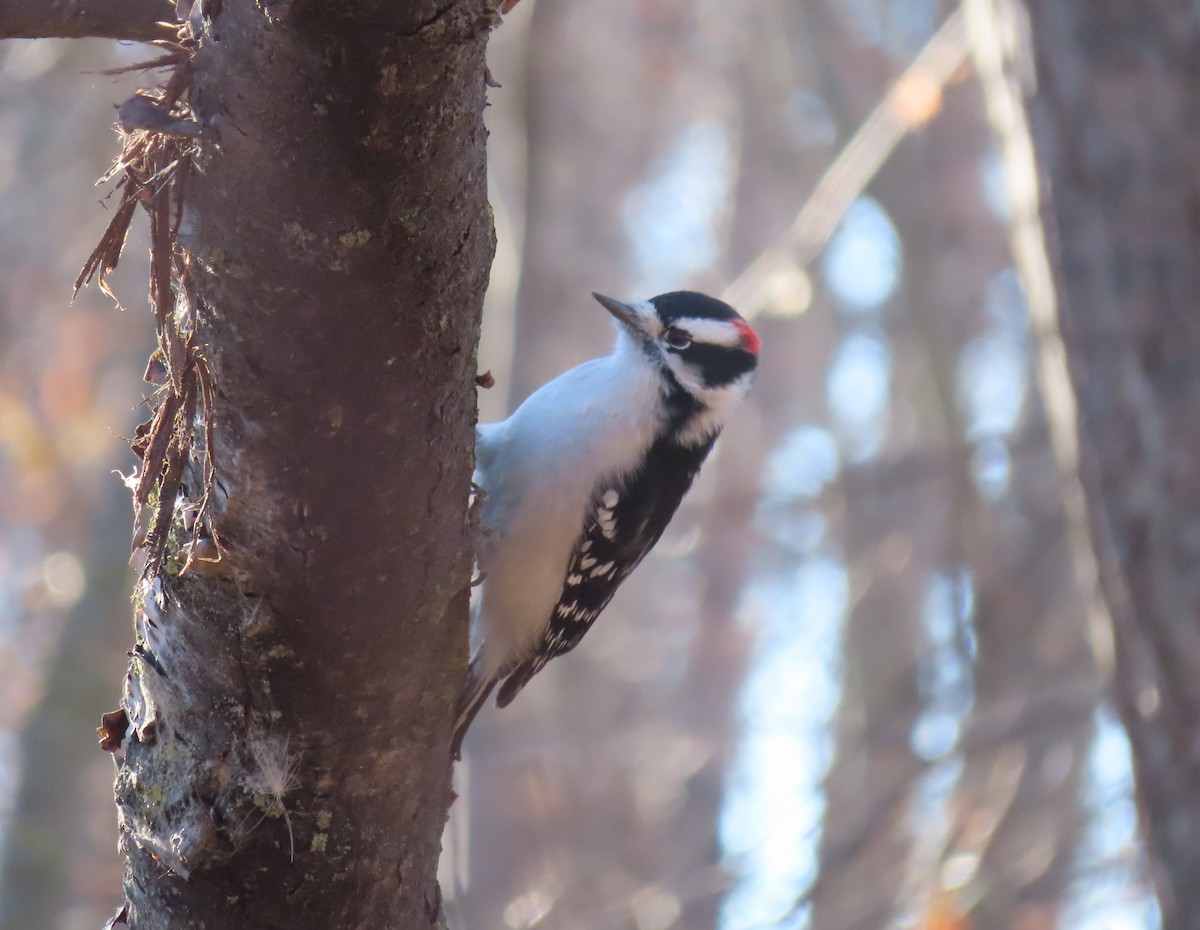 Downy Woodpecker - ML644688741