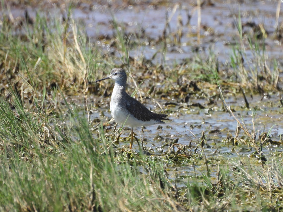 Коловодник жовтоногий - ML644688748