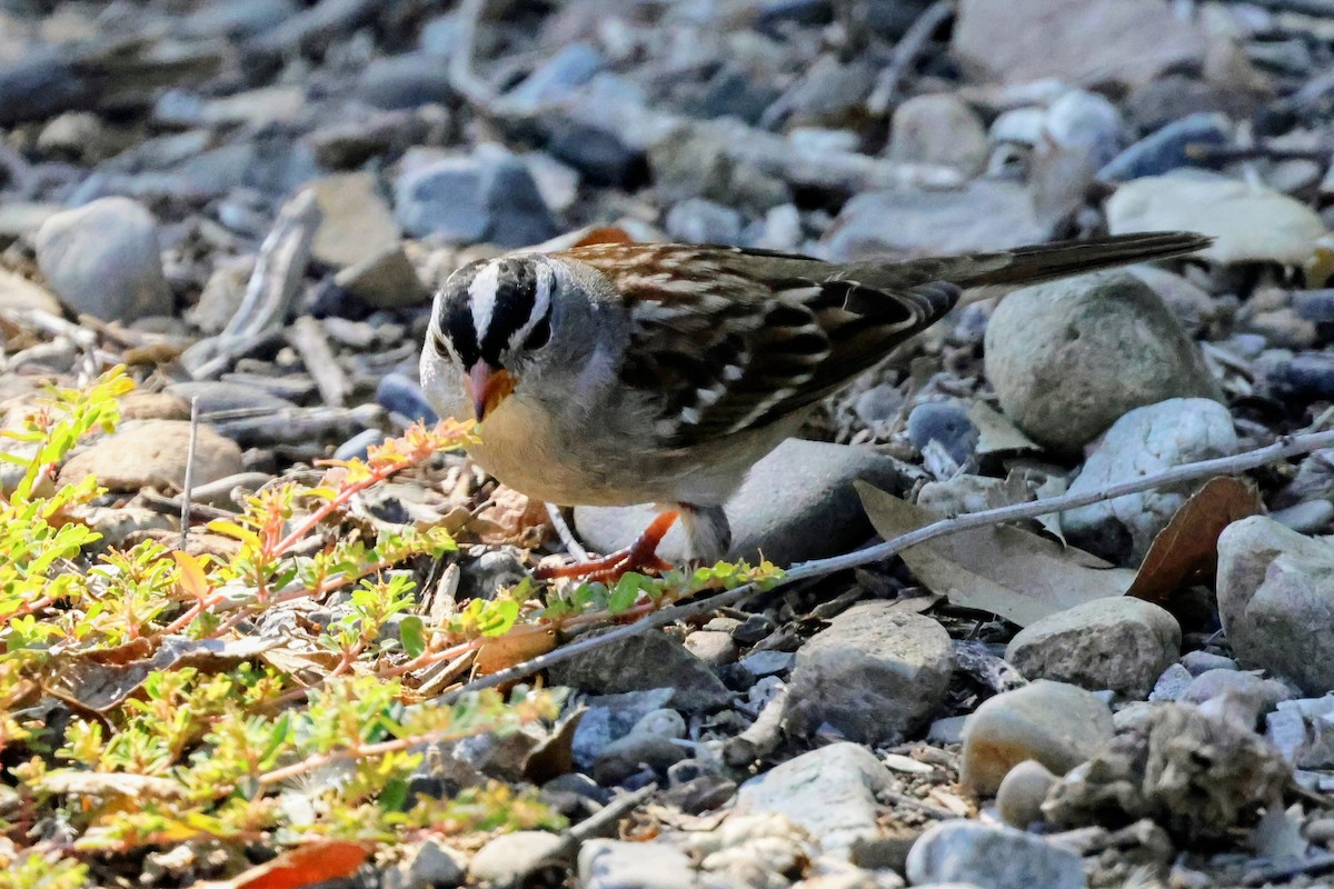 ミヤマシトド - ML644688750