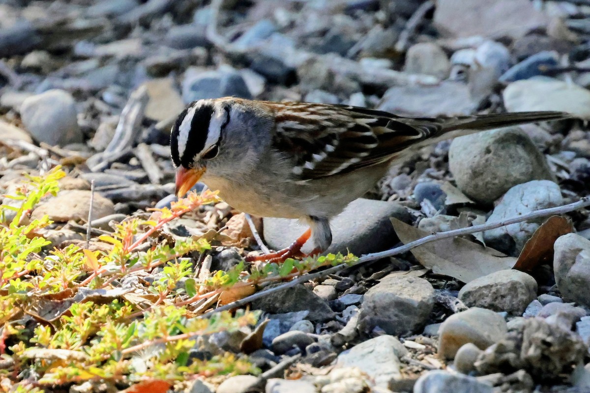 ミヤマシトド - ML644688752