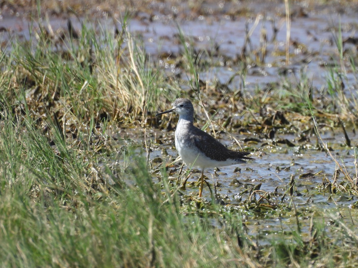 Коловодник жовтоногий - ML644688757