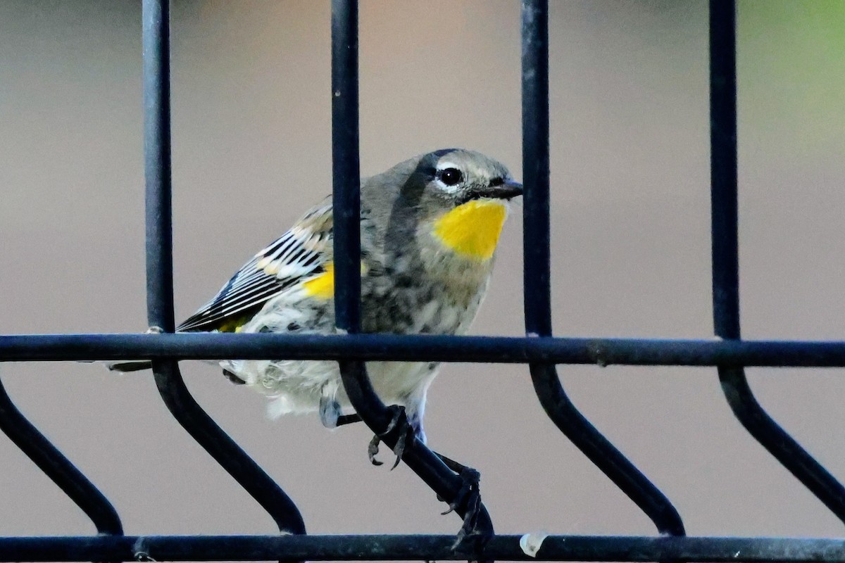 キヅタアメリカムシクイ（auduboni） - ML644688758