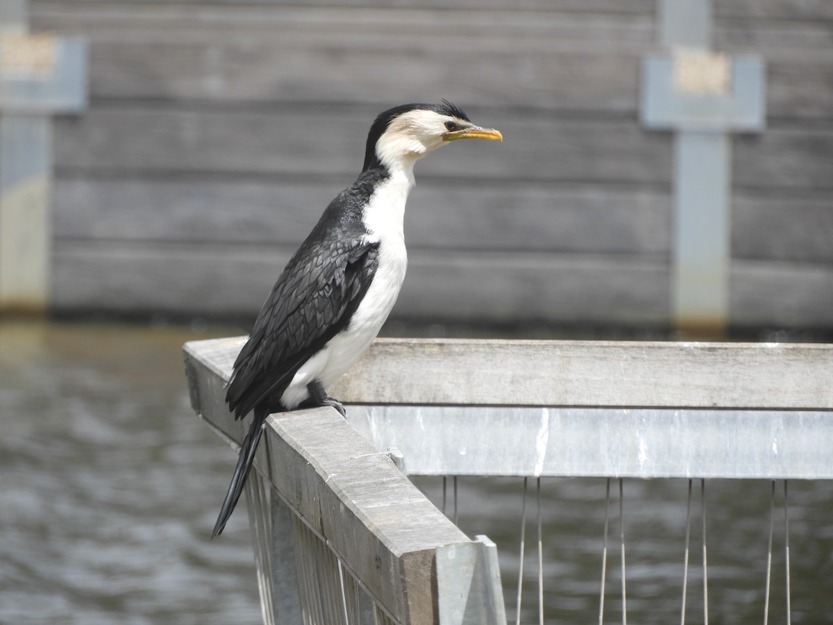 シロハラコビトウ - ML644688760