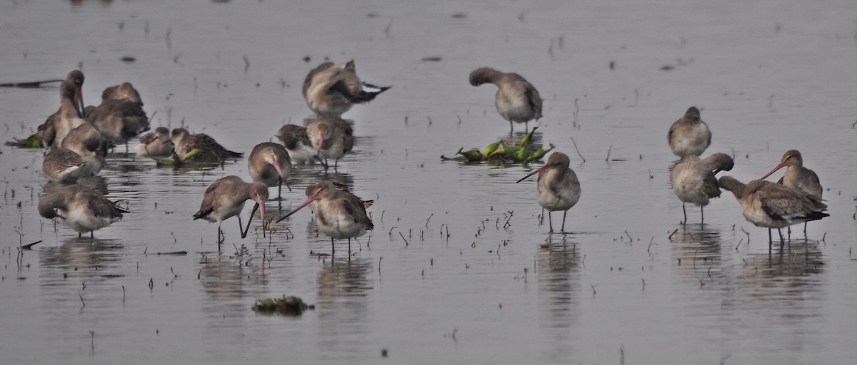 Uferschnepfe - ML644688762