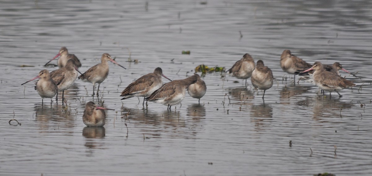 Uferschnepfe - ML644688763