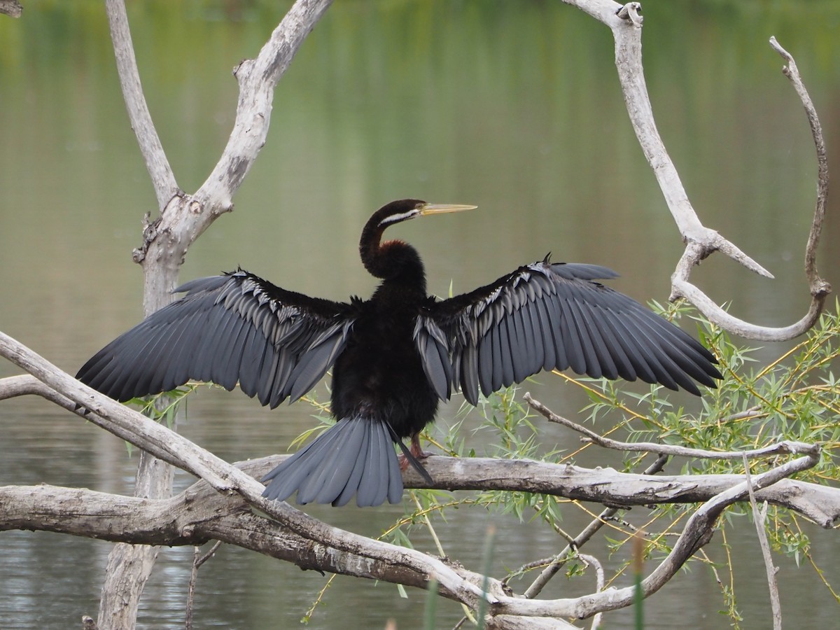 オーストラリアヘビウ - ML644688766