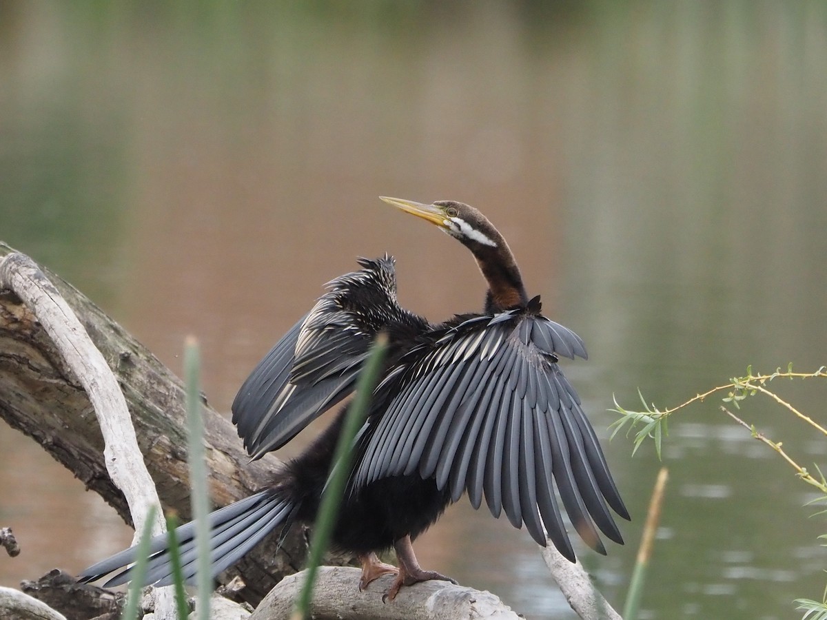 オーストラリアヘビウ - ML644688767