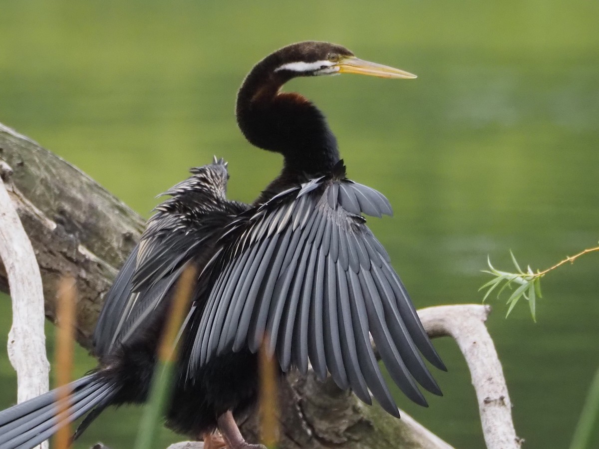 オーストラリアヘビウ - ML644688768