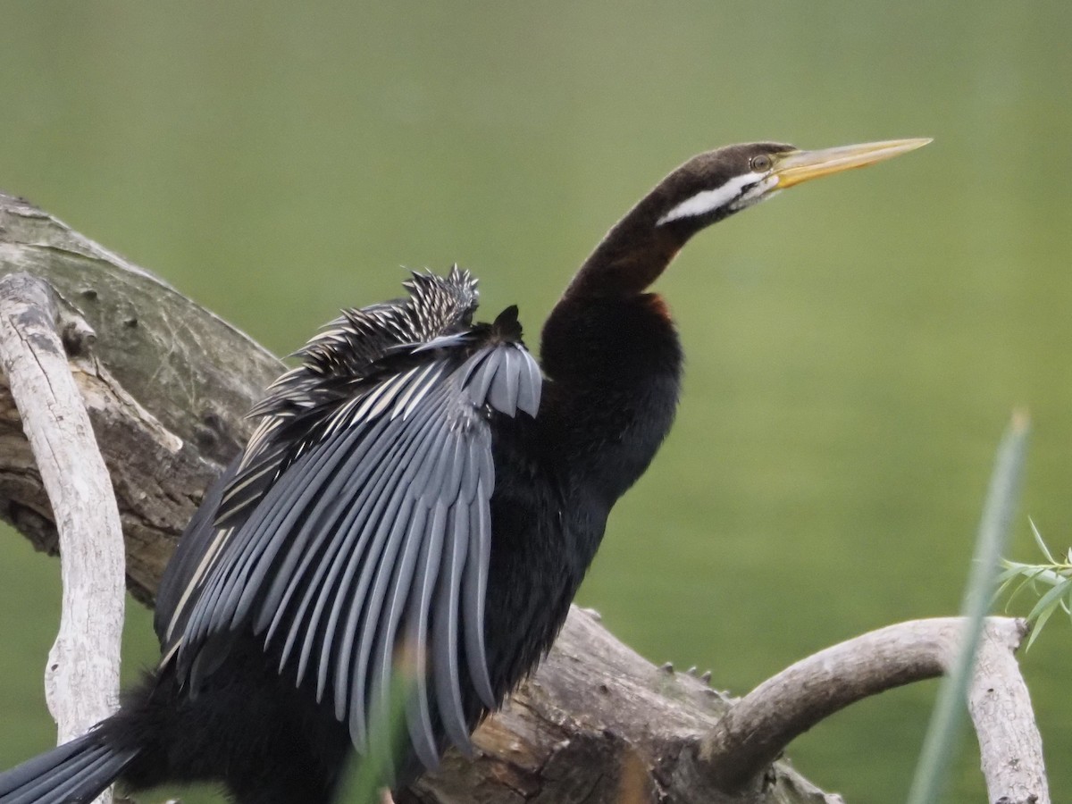 オーストラリアヘビウ - ML644688769