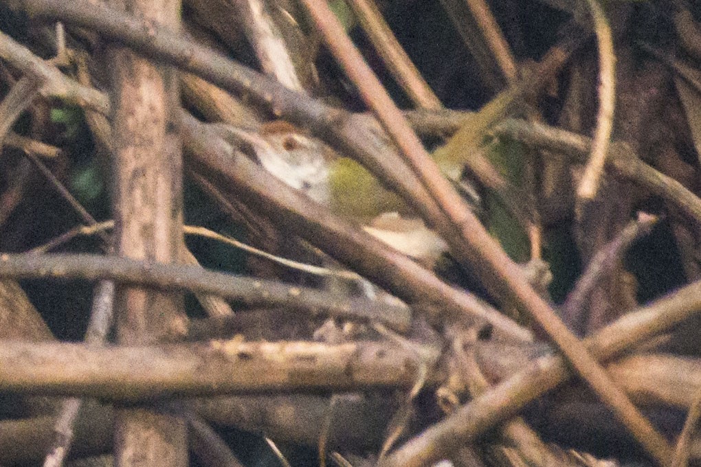 Terzikuşu - ML644688770